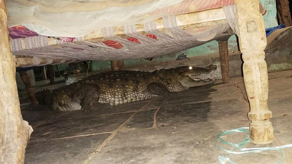Un indio se despertó a medianoche con un cocodrilo bajo la cama - CGTN en  Español