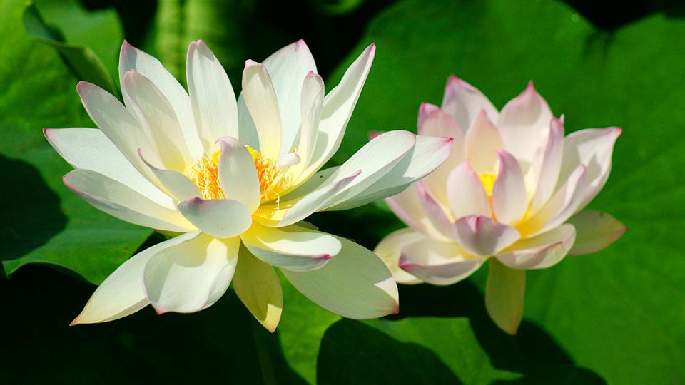 Hubei: Las flores de loto de principios de verano amenizan el paisaje -  CGTN en Español