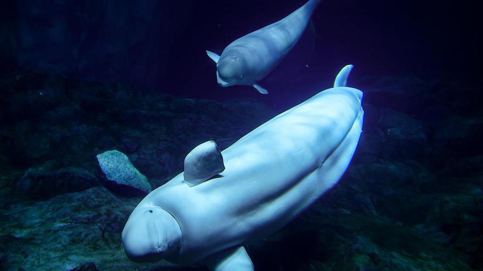 Tres Crias De Ballena Blanca Se Encuentran Con Turistas En Zhuhai Cgtn En Espanol