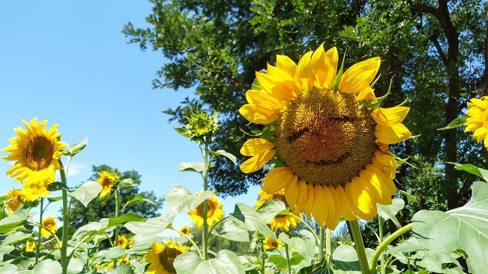 Campo de girasoles de 100 acres en el Parque Forestal Olímpico de Beijing -  CGTN en Español