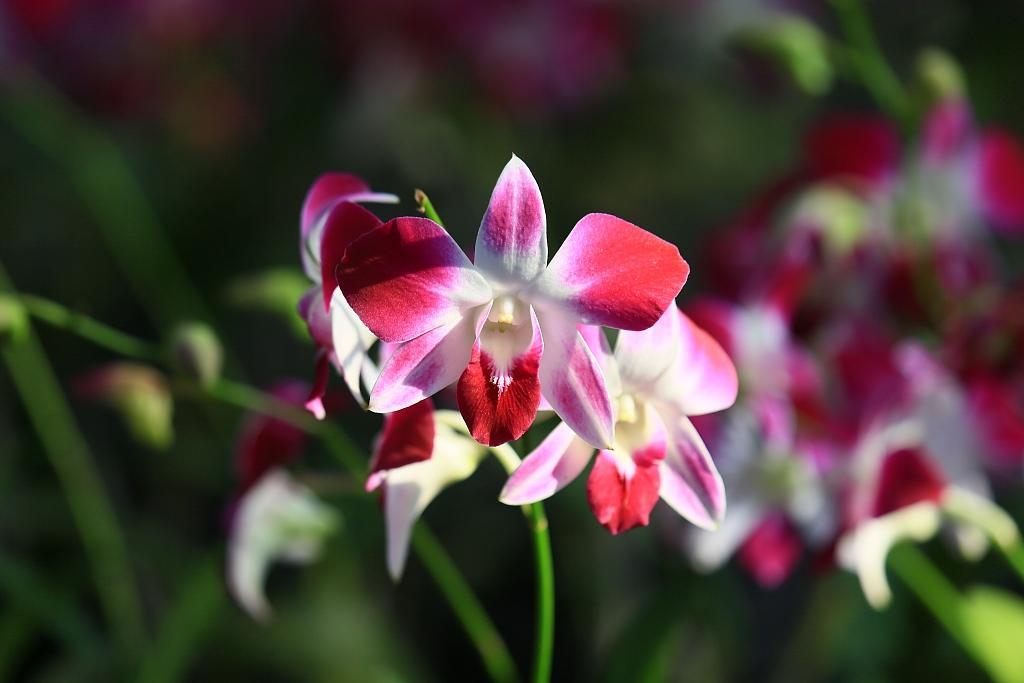 Colombia, el país con mayor cantidad de especies de orquídeas en el mundo -  CGTN en Español