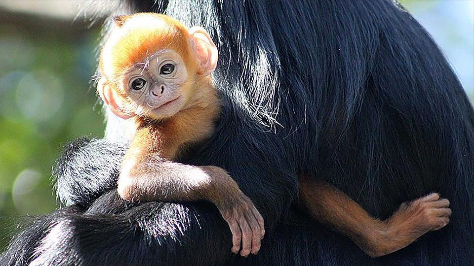 Robaron 17 monos exóticos de un zoológico francés