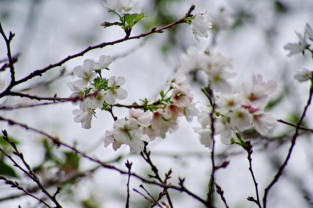 Cerezos en flor en otoño?