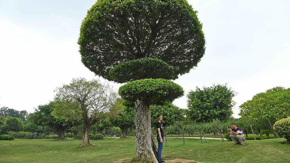 El árbol de Nanning que entrelaza sus troncos hasta una frondosa copa -  CGTN en Español