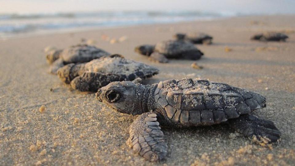 Liberan en Honduras 900 crías de tortugas golfinas - CGTN en Español