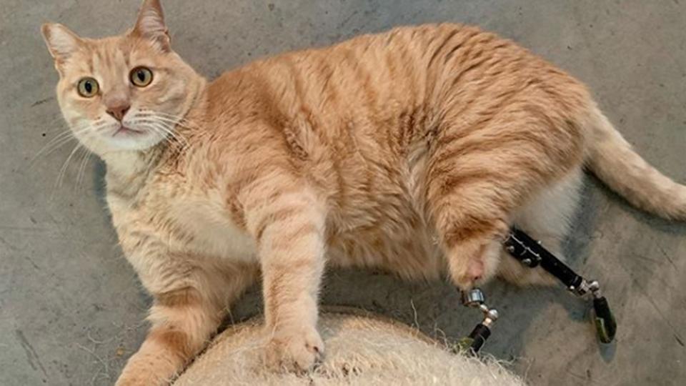 Intensivo Destructivo Mancha El gato biónico Vito se convierte en una superestrella gracias a sus  prótesis de piernas - CGTN en Español