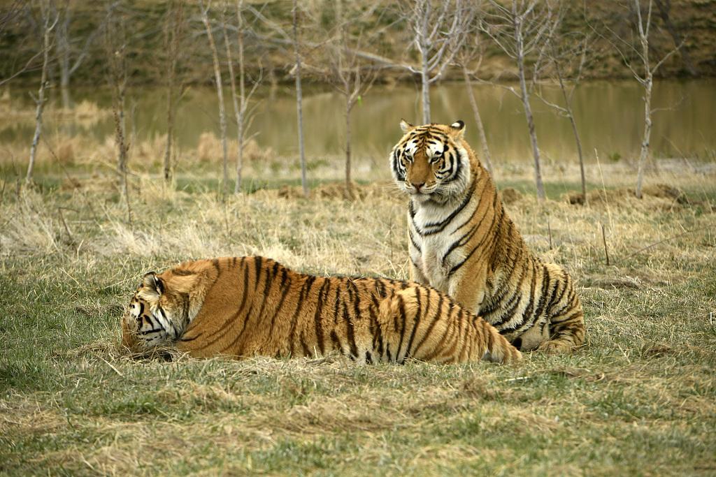 Tigres se mueven en santuario de animales, haciéndose mimos como 