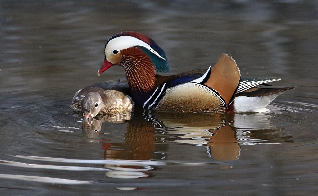 Parejas De Pato Mandarin Se Enamoran En Harbin China Cgtn En Espanol