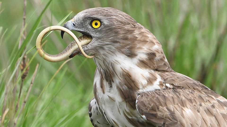 Águila de dedos cortos india se traga cobra ferozmente - CGTN en Español