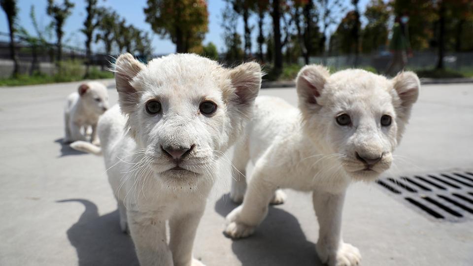 Trío de leones blancos se estrena en el zoo de Nantong - CGTN en Español