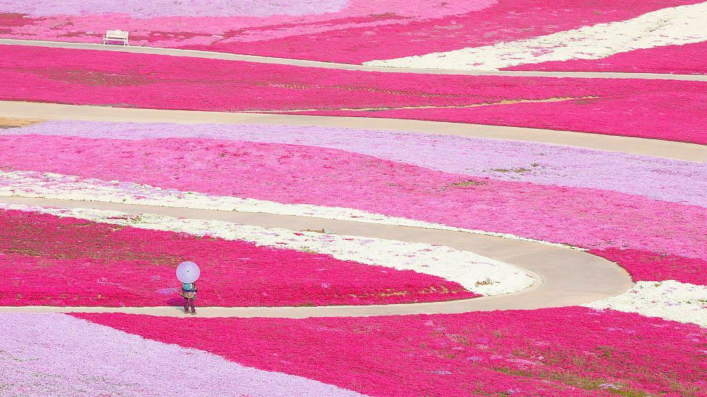 Dulce mar rosa de flores en el este de China - CGTN en Español