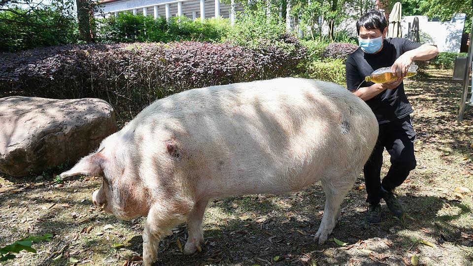 Ocho el Cerdo, Que Hace una explosión