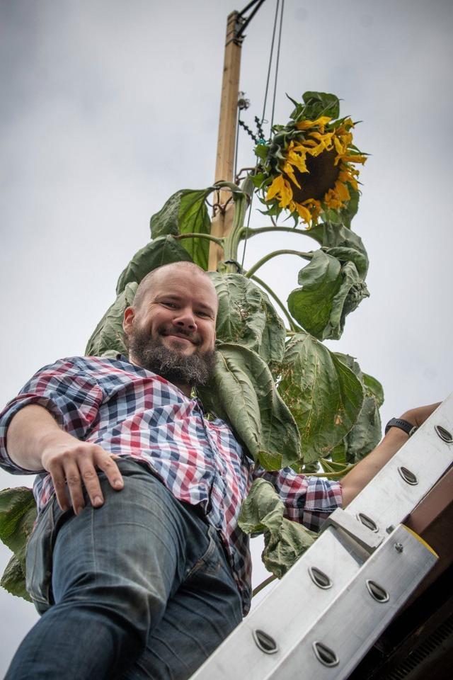 Hombre británico cultiva un girasol de 6 metros de altura que supera su  techo - CGTN en Español