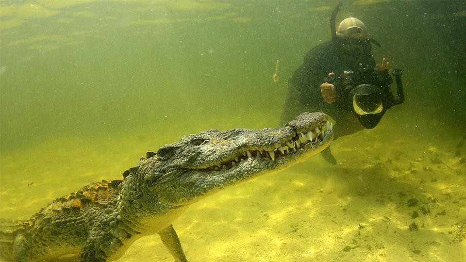 Un fotógrafo intrépido se sumerge en el agua para tomar un primer plano de  un cocodrilo - CGTN en Español