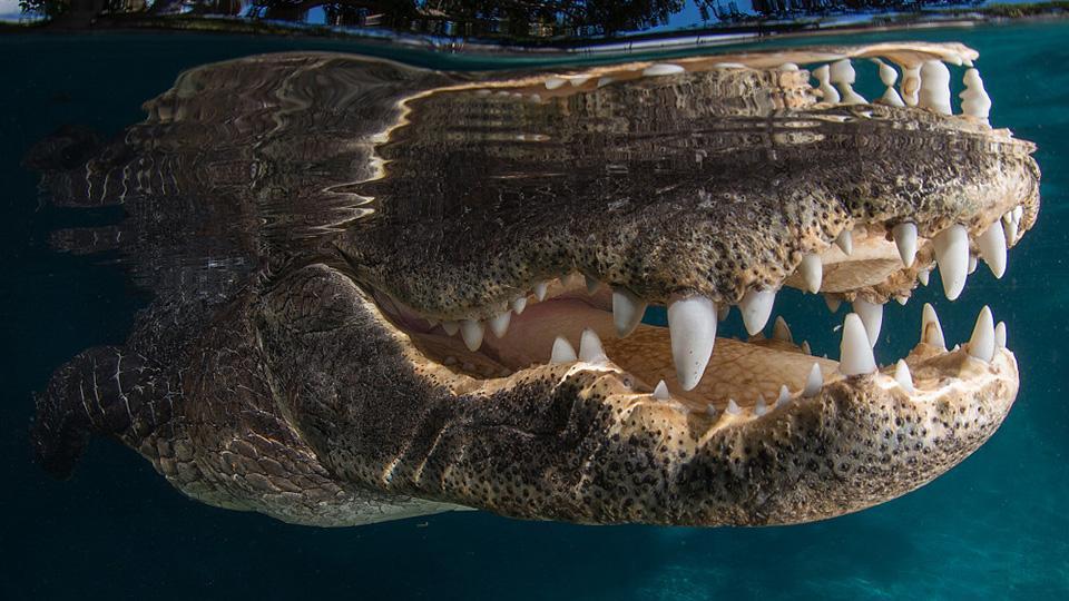 Un caimán muestra sus enormes dientes a la cámara - CGTN en Español