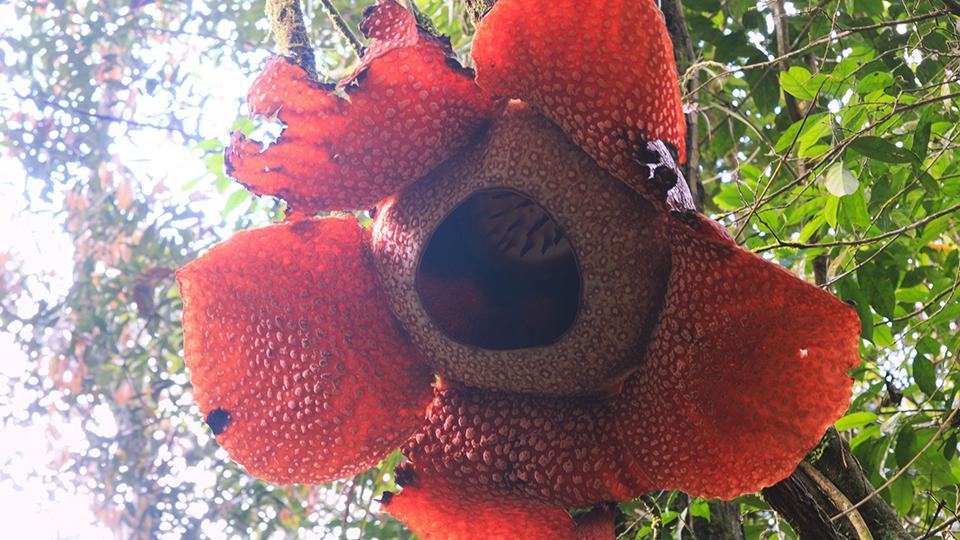 Gigante flor cadáver descubierta en bosque de Indonesia - CGTN en Español