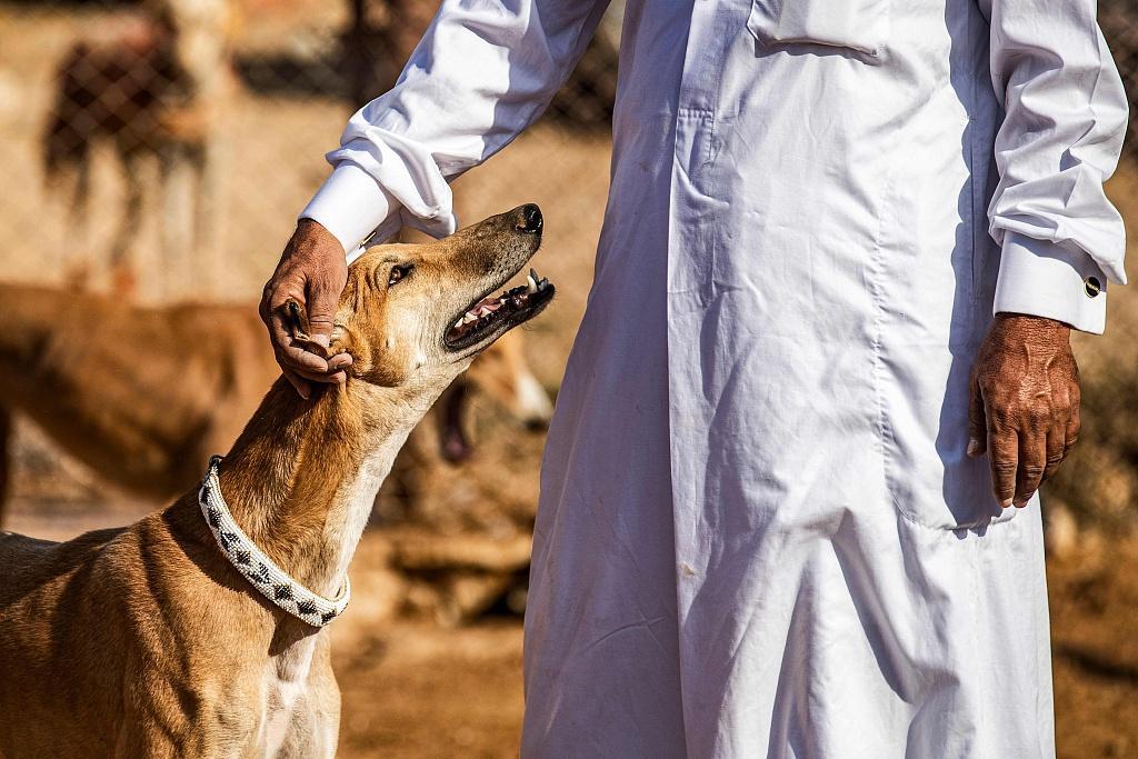 puede un galgo afgano vivir en qatar