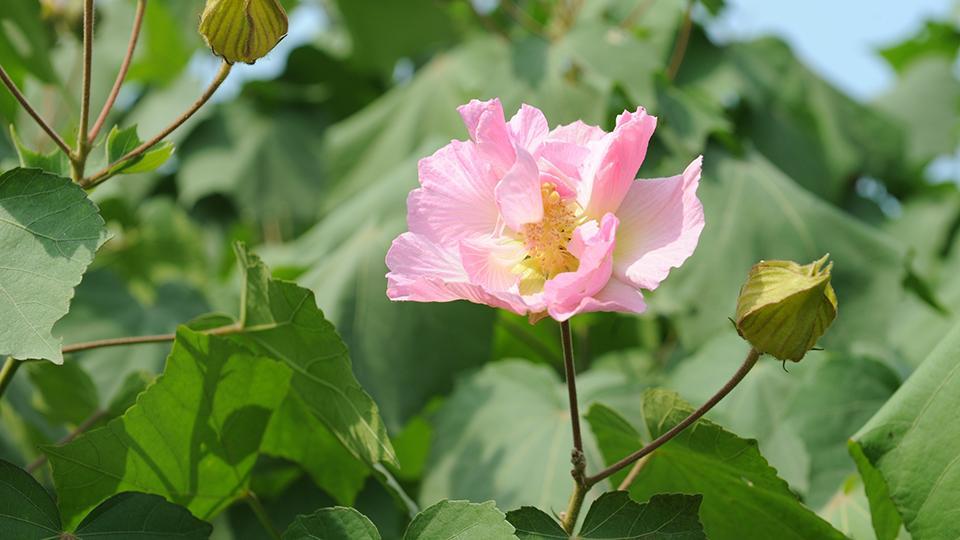 Rosa de algodón: la flor china que puede cambiar de color - CGTN en Español