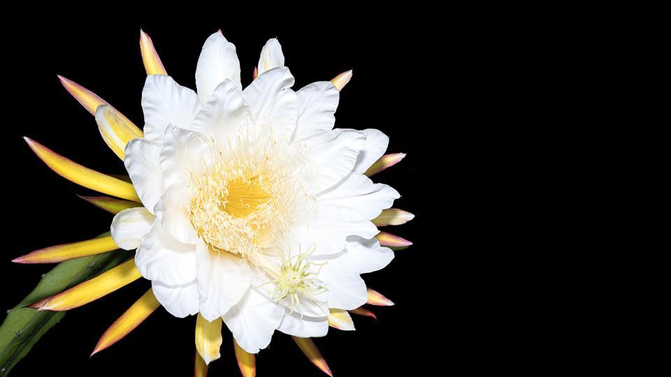 Cactus orquídea: un destello de belleza antes del amanecer - CGTN en Español