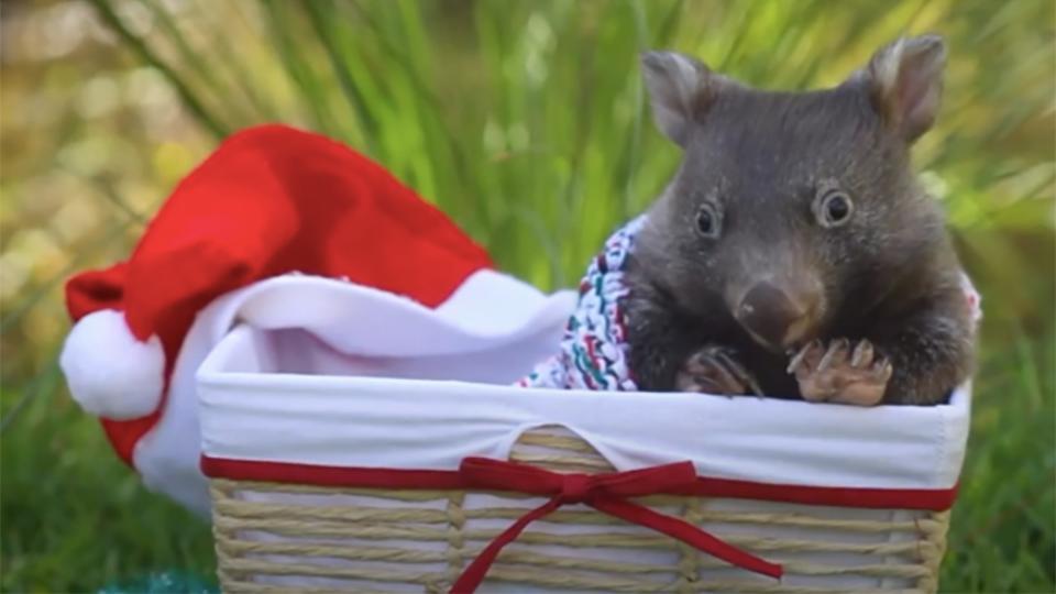 Vomb tido hu rfana Holly celebra su primera Navidad en un parque