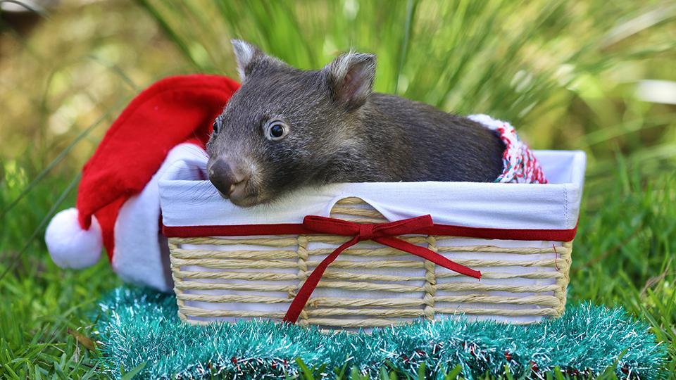 Vomb tido hu rfana Holly celebra su primera Navidad en un parque