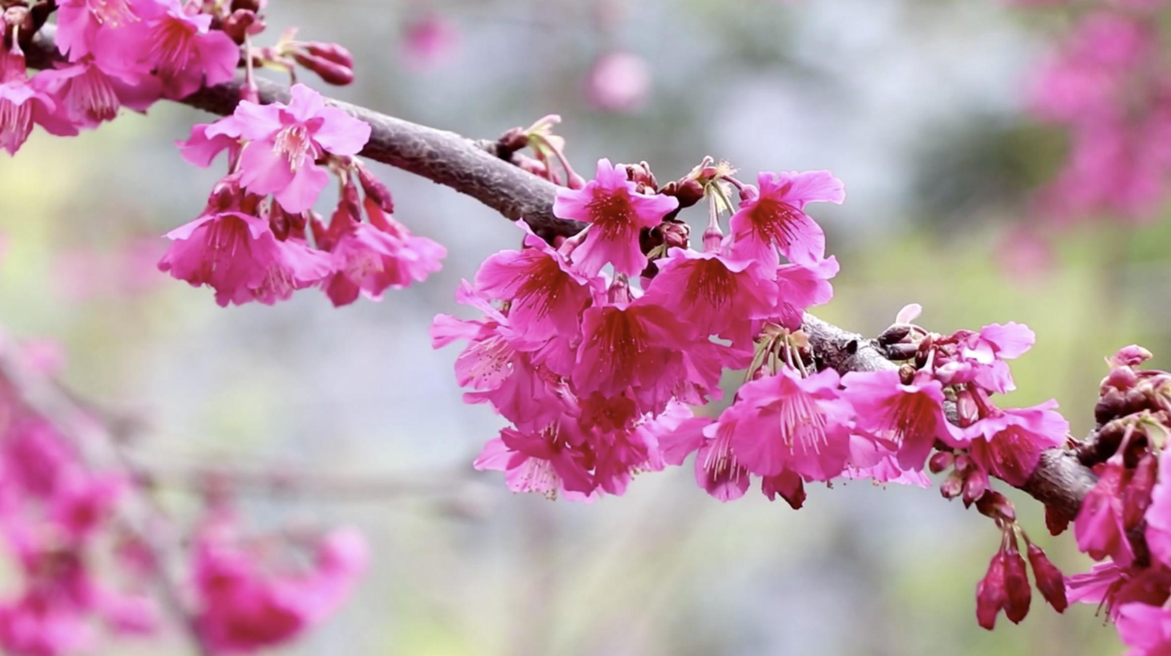 Turistas admiran la flor de cerezo rosa que florece en el invierno del  norte de Tailandia - CGTN en Español