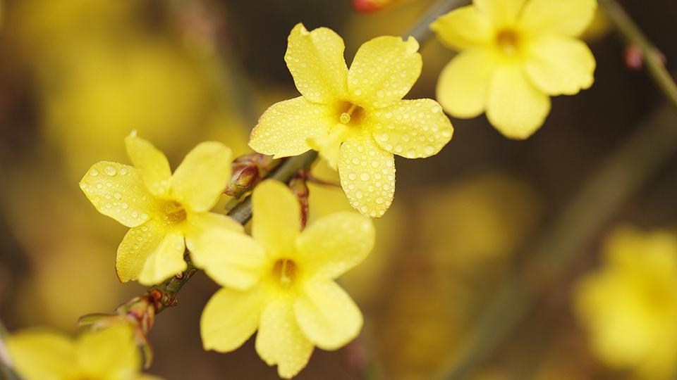 Jazmín de invierno: elegante flor china da la bienvenida a la primavera -  CGTN en Español