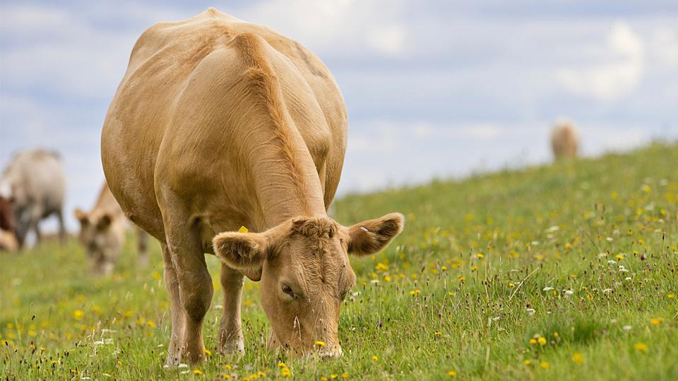 Los doce animales del horóscopo chino