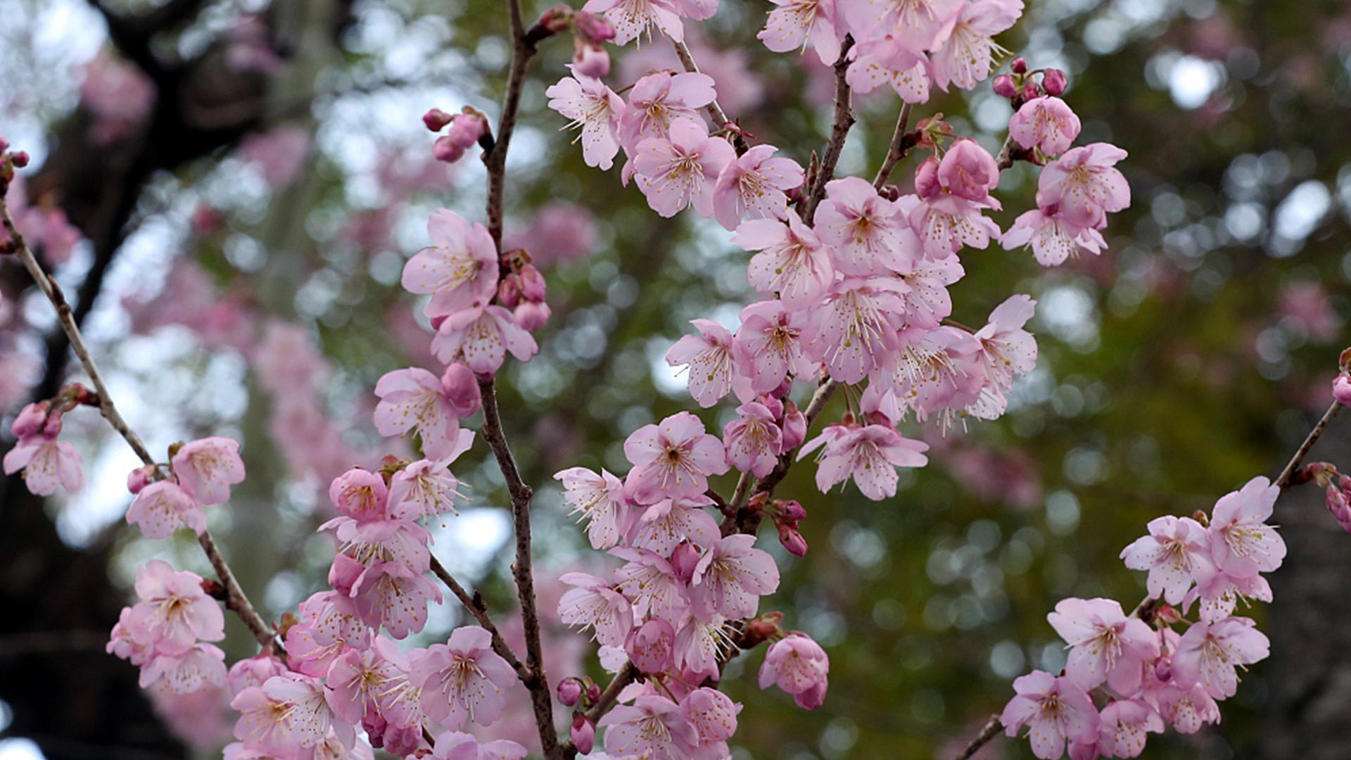 Flores de cerezo rosa en la surcoreana Busan - CGTN en Español