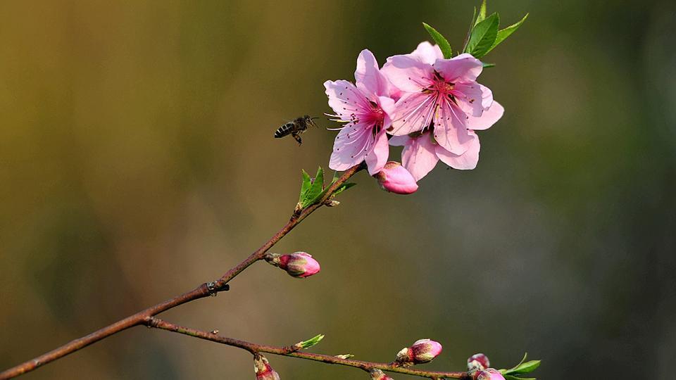 Las plantas florecen en el sur de China a medida que se acerca la primavera  - CGTN en Español