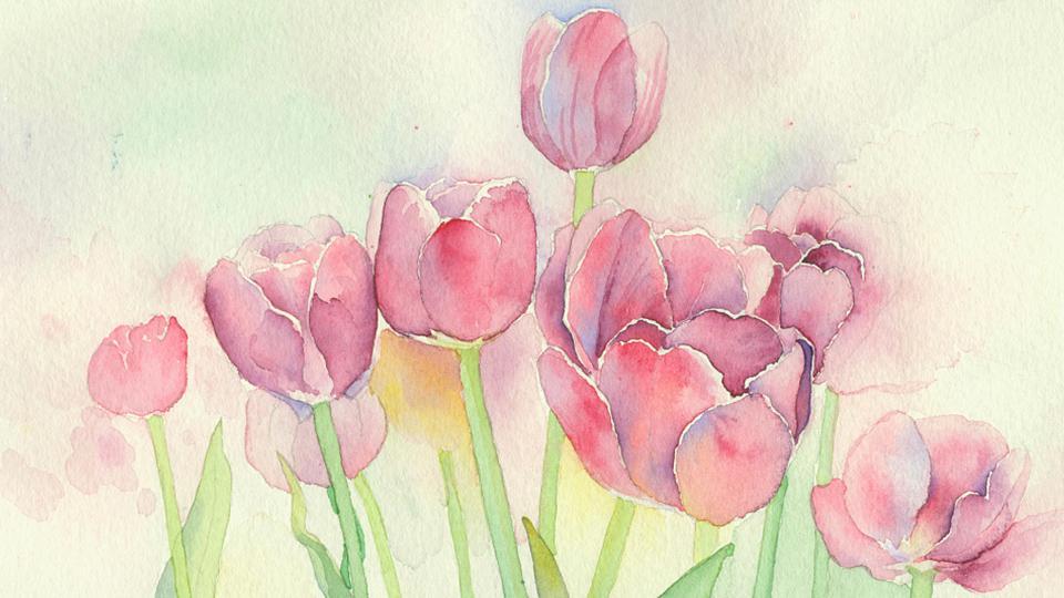 El lenguaje de los tulipanes que florecen en Nanjing, China - CGTN en  Español