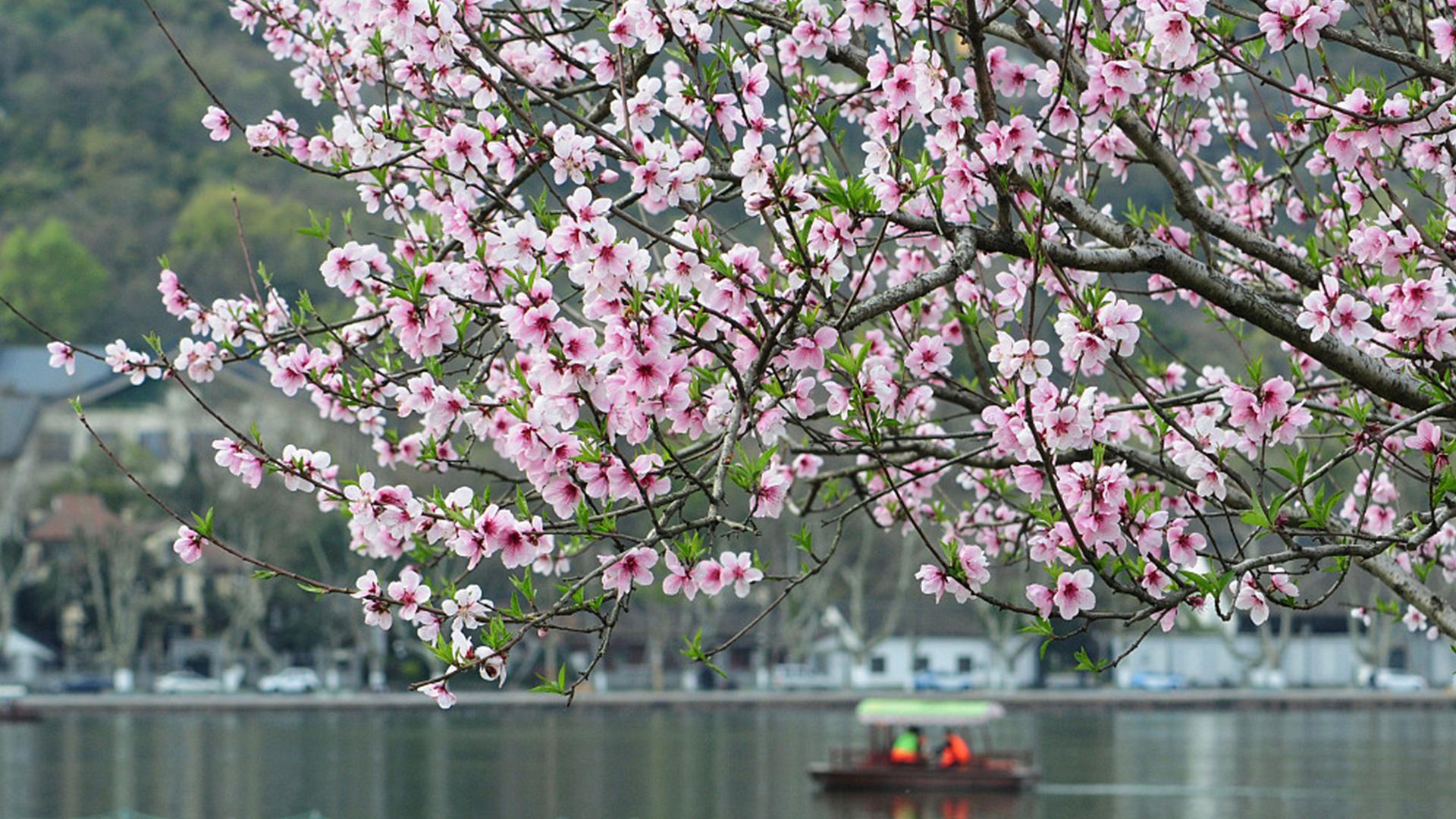 Las flores de durazno del lago del Oeste en Hangzhou florecen sin pausa -  CGTN en Español