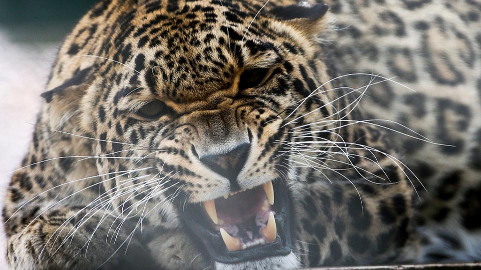 Centro para la reintroducción del leopardo en el Cáucaso en Sochi - CGTN en  Español