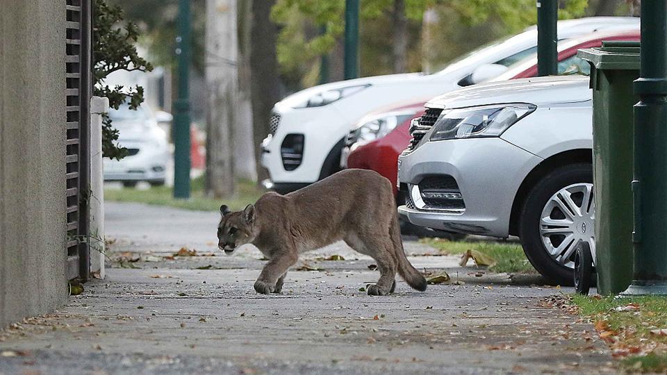 Inspeccionar amenaza El respeto Puma pasea por las calles de Santiago de Chile - CGTN en Español