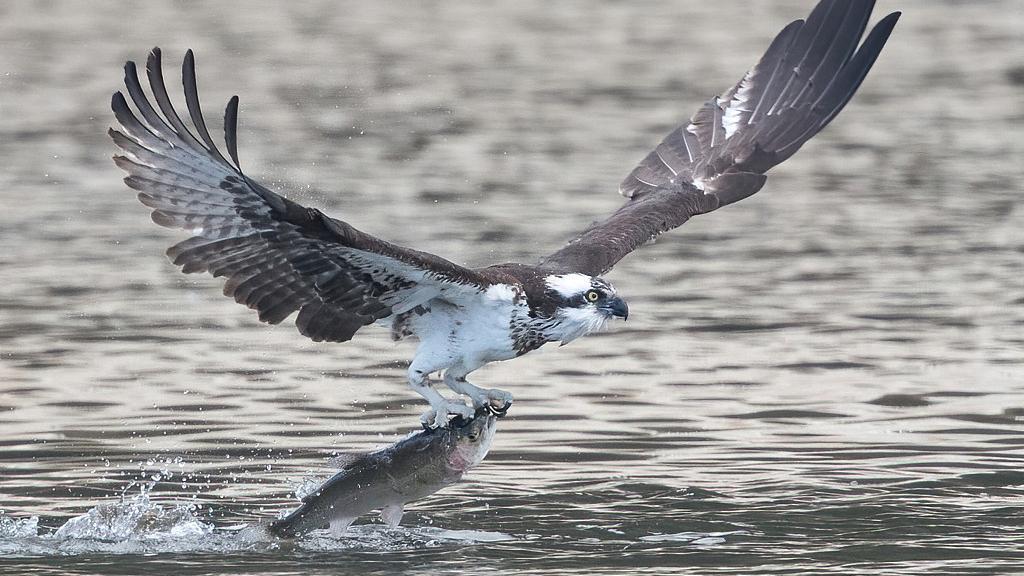 Increíble momento de águilas pescadoras cazando - CGTN en Español