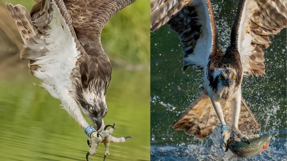 Increíble momento de águilas pescadoras cazando - CGTN en Español