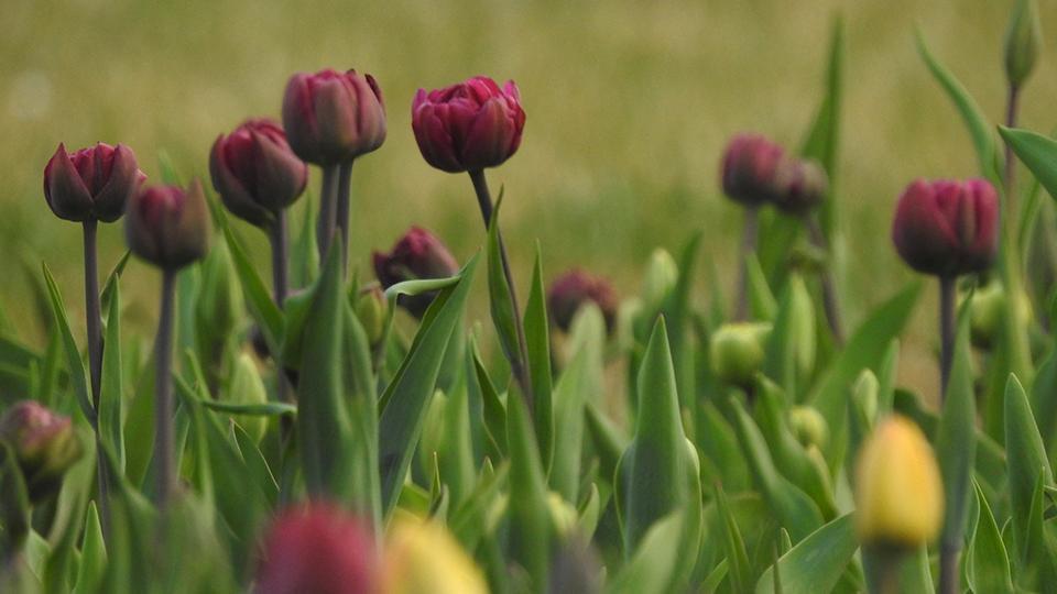 Hermosos tulipanes florecen en Beijing - CGTN en Español