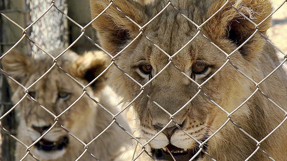 Sudáfrica prohíbe la caza de leones cautivos - CGTN en Español