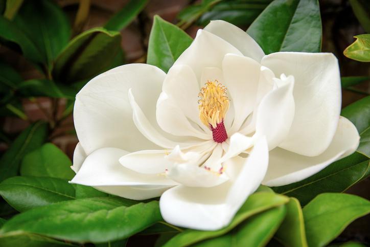 Magnolia del sur: planta útil con flores de verano vistosas y elegantes -  CGTN en Español