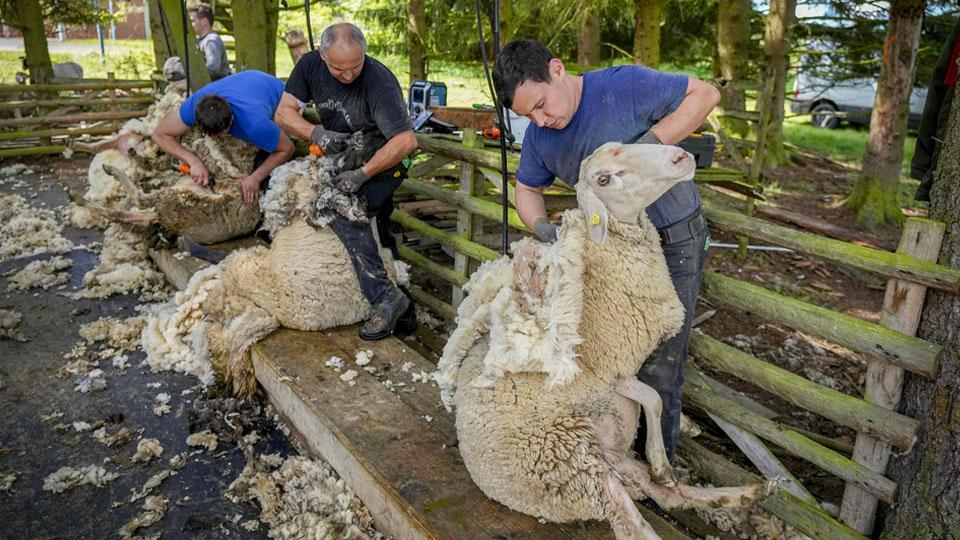 Logro Perfecto Preferencia Tiempo de esquila de ovejas en Fráncfort, Alemania - CGTN en Español
