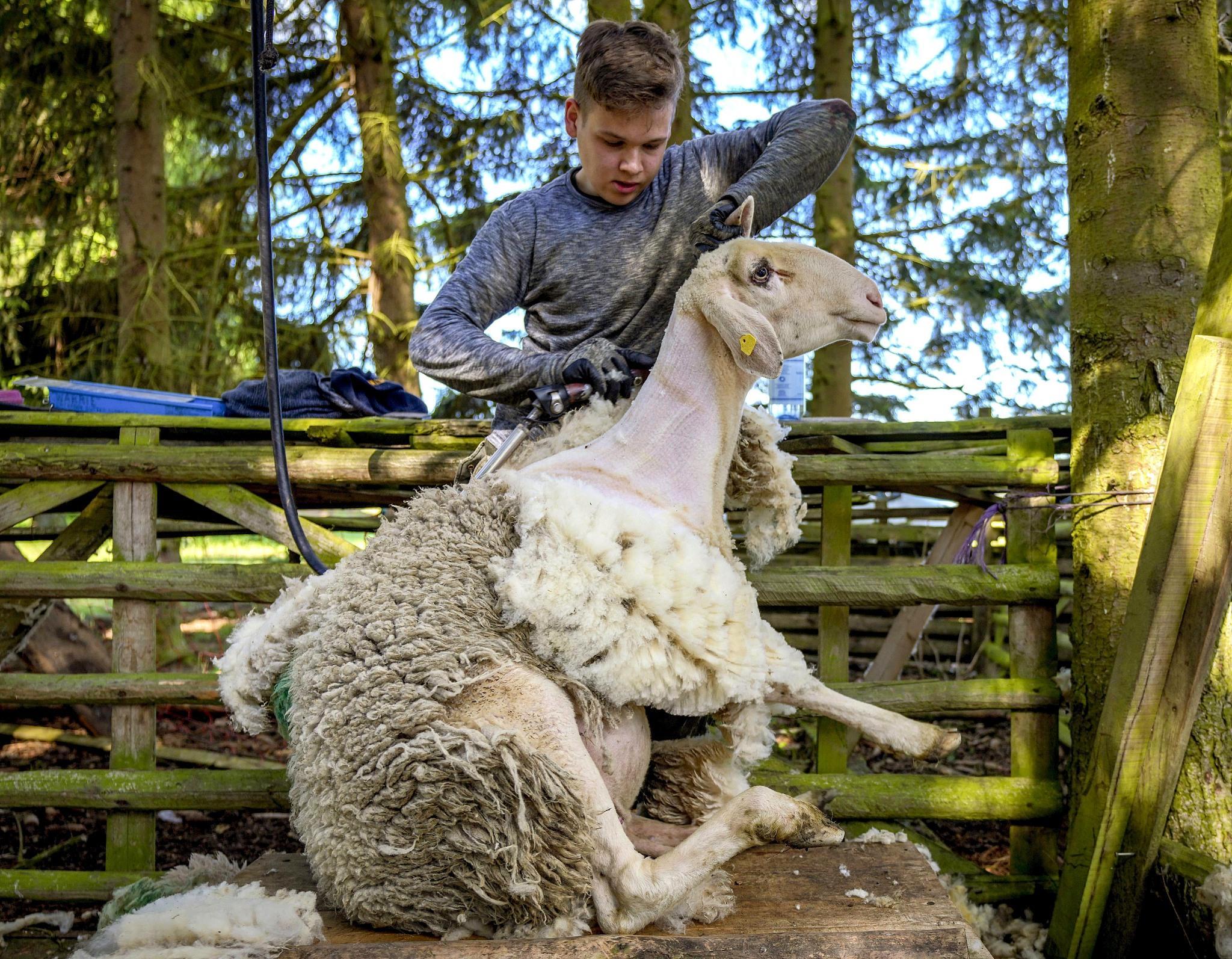 Logro Perfecto Preferencia Tiempo de esquila de ovejas en Fráncfort, Alemania - CGTN en Español