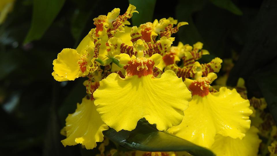 Las hermosas orquídeas bailarinas en la 10.ª Exposición de Flores de China  - CGTN en Español