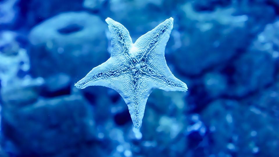Cómo se alimenta una estrella de mar 