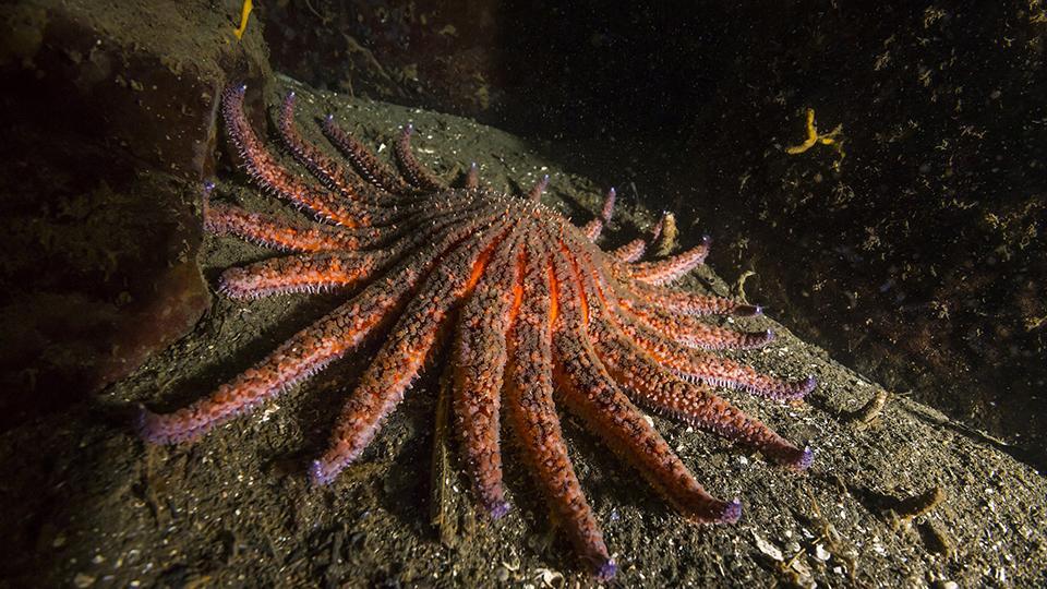 ESTRELLAS DE MAR: Descubren que las estrellas de mar tienen un cerebro en  cada brazo
