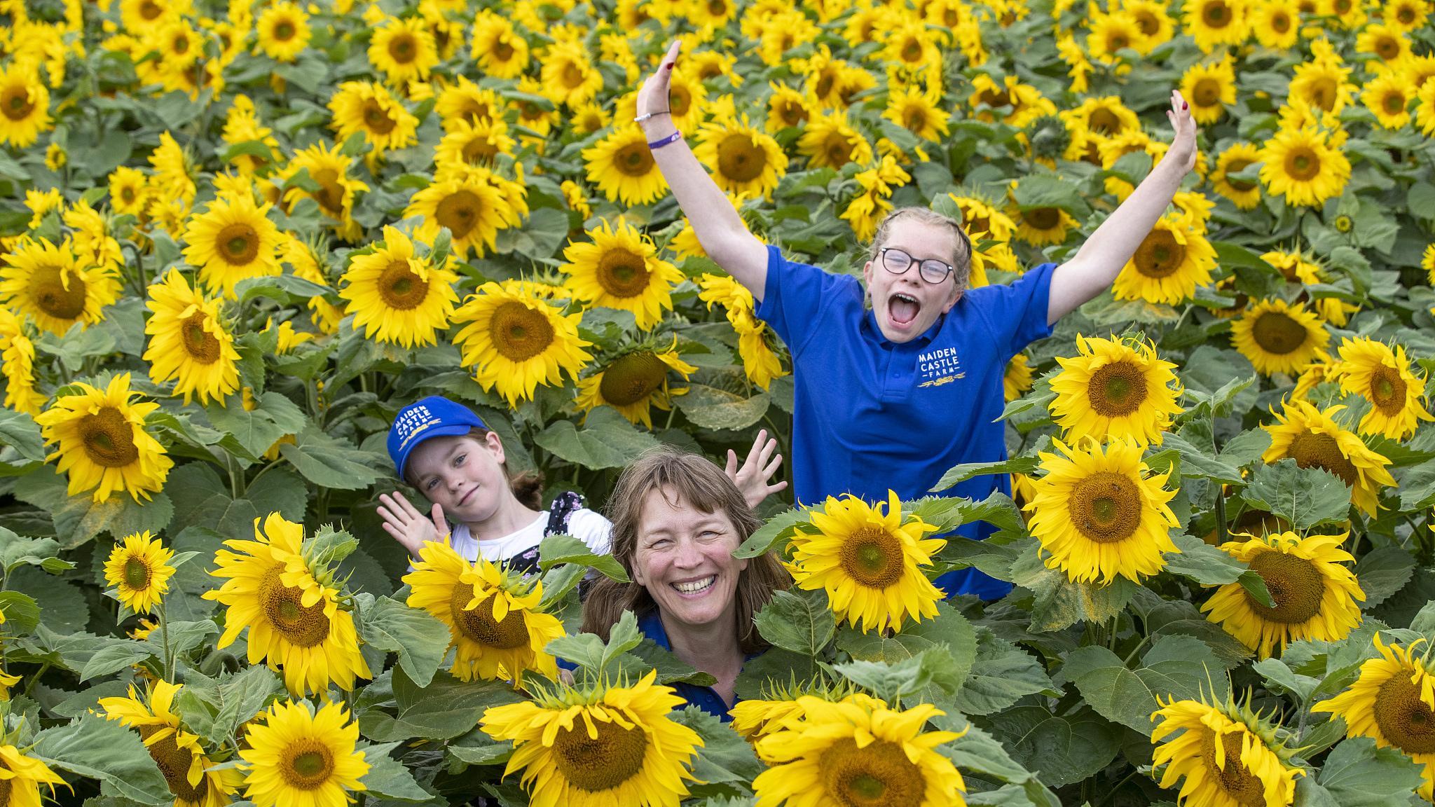  girasoles plantados en una granja británica para recaudar fondos -  CGTN en Español