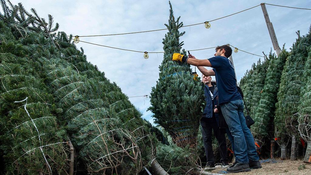 Se prevé que el precio de árboles de Navidad en Estados Unidos subirá este  año - CGTN en Español