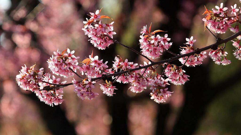 Las flores de cerezo en Kunming pintan el invierno de color rosa - CGTN en  Español