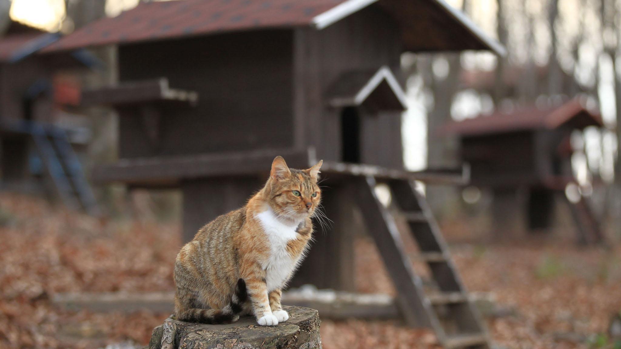 Turquía ha ofrecido 20 acres de tierra para gatos callejeros y ha  construido casas de madera para que los gatos se relajen - CGTN en Español