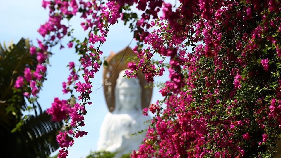 Hermosas buganvillas florecen en la provincia china de Hainan - CGTN en  Español