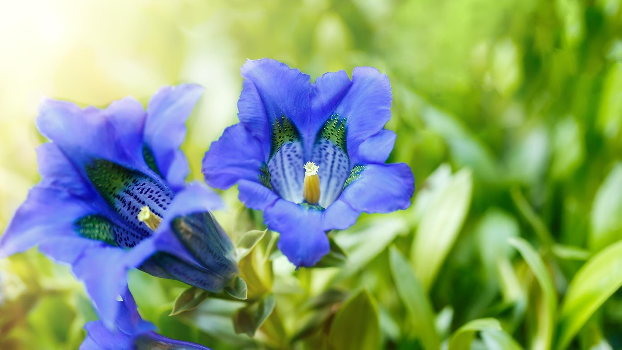 flores anuales y perennes